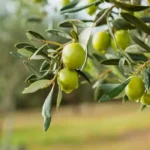 خرید و دانلود طرح توجیهی زیتون