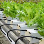 خرید و دانلود طرح توجیهی کشت هیدروپونیک