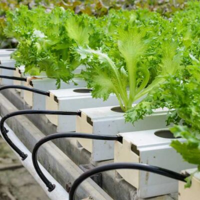 خرید و دانلود طرح توجیهی کشت هیدروپونیک