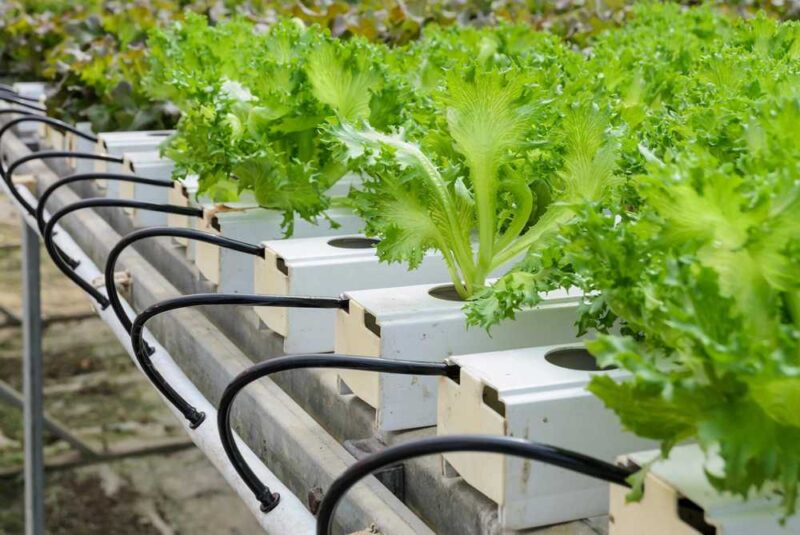 خرید و دانلود طرح توجیهی کشت هیدروپونیک - تصویر 1