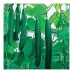 خرید و دانلود طرح توجیحی خیار درختی - تصویر 3