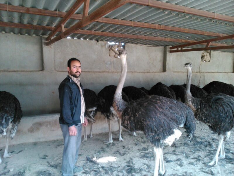 خرید و دانلود طرح توجیهی پرورش شترمرغ نگارش 1404 - تصویر 8