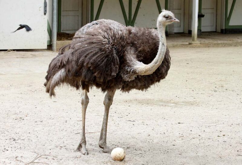 خرید و دانلود طرح توجیهی پرورش شترمرغ نگارش 1404 - تصویر 4