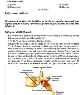 خرید و دانلود نسخه کامل کتاب 2017 Eylül Yaz Dönemi Denemeleri