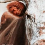 خرید و دانلود نسخه کامل کتاب 30 Non-Vegan Excuses and How to Respond to Them