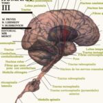 خرید و دانلود نسخه کامل کتاب Anatomía humana. T.III, Angiología, neurología …
