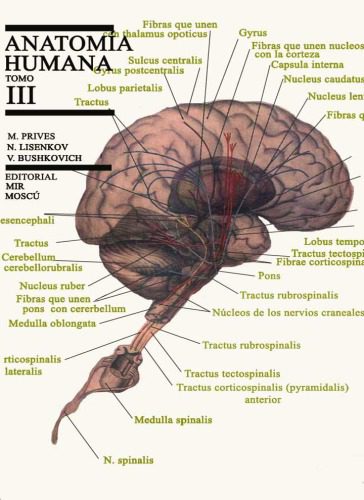 خرید و دانلود نسخه کامل کتاب Anatomía humana. T.III, Angiología, neurología …_68b9294f2eb9d.jpeg خرید و دانلود نسخه کامل کتاب Anatomía humana. T.III, Angiología, neurología …