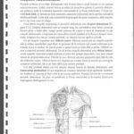 خرید و دانلود نسخه کامل کتاب Anatomie Si Fiziologie Umana Pentru Admitere La Facultatile de Medicina Partea 2 Anatomia Omului