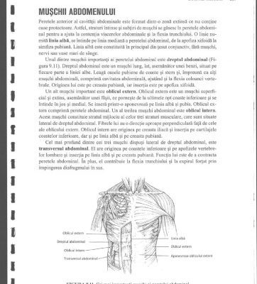 خرید و دانلود نسخه کامل کتاب Anatomie Si Fiziologie Umana Pentru Admitere La Facultatile de Medicina Partea 2 Anatomia Omului