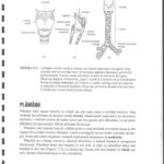 خرید و دانلود نسخه کامل کتاب Anatomie Si Fiziologie Umana Pentru Admitere La Facultatile de Medicina Partea 3 Anatomia Omului