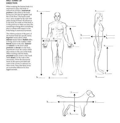 خرید و دانلود نسخه کامل کتاب Anatomy coloring book