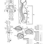 خرید و دانلود نسخه کامل کتاب Anatomy Coloring Workbook