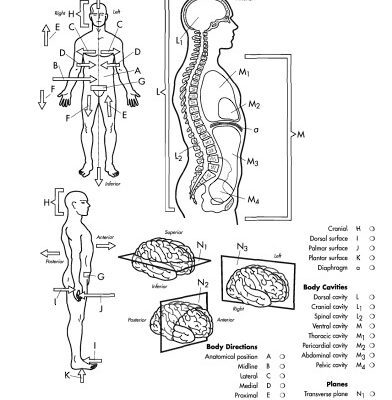 خرید و دانلود نسخه کامل کتاب Anatomy Coloring Workbook