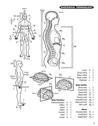 خرید و دانلود نسخه کامل کتاب Anatomy Coloring Workbook_68b93018cffa2.jpeg خرید و دانلود نسخه کامل کتاب Anatomy Coloring Workbook