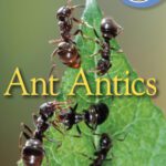خرید و دانلود نسخه کامل کتاب Ant Antics (DK READERS)