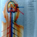 خرید و دانلود نسخه کامل کتاب Approaches in Neurosurgery: Central and Peripheral Nervous System