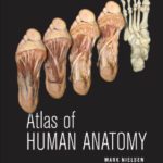 خرید و دانلود نسخه کامل کتاب Atlas of Human Anatomy