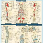 خرید و دانلود نسخه کامل کتاب BarCharts QuickStudy Anatomy