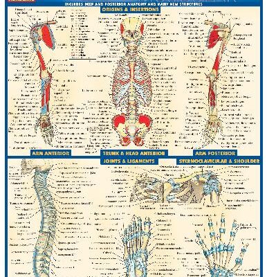 خرید و دانلود نسخه کامل کتاب BarCharts QuickStudy Anatomy