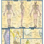 خرید و دانلود نسخه کامل کتاب BarCharts QuickStudy Anatomy