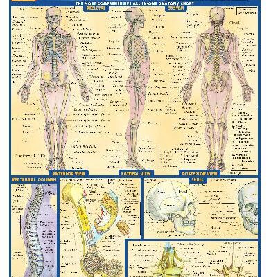 خرید و دانلود نسخه کامل کتاب BarCharts QuickStudy Anatomy