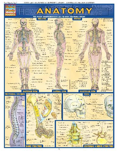 خرید و دانلود نسخه کامل کتاب BarCharts QuickStudy Anatomy_68b94ab179f56.jpeg خرید و دانلود نسخه کامل کتاب BarCharts QuickStudy Anatomy