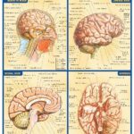 خرید و دانلود نسخه کامل کتاب BarCharts QuickStudy Brain