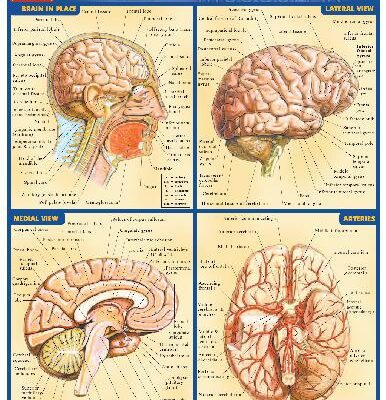 خرید و دانلود نسخه کامل کتاب BarCharts QuickStudy Brain