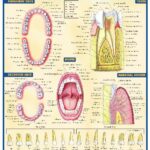خرید و دانلود نسخه کامل کتاب BarCharts QuickStudy Dental Anatomy