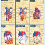خرید و دانلود نسخه کامل کتاب BarCharts QuickStudy Heart