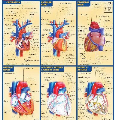 خرید و دانلود نسخه کامل کتاب BarCharts QuickStudy Heart