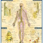 خرید و دانلود نسخه کامل کتاب BarCharts QuickStudy Nervous System