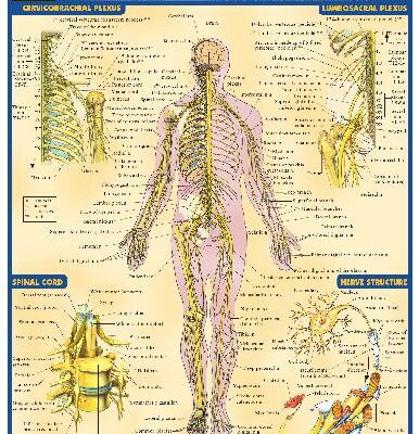 خرید و دانلود نسخه کامل کتاب BarCharts QuickStudy Nervous System