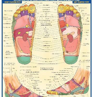 خرید و دانلود نسخه کامل کتاب BarCharts QuickStudy Reflexology