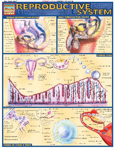 خرید و دانلود نسخه کامل کتاب BarCharts QuickStudy Reproductive System_68ce774cad9c8.jpeg خرید و دانلود نسخه کامل کتاب BarCharts QuickStudy Reproductive System