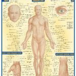 خرید و دانلود نسخه کامل کتاب BarCharts QuickStudy Surface Anatomy