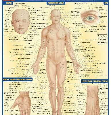 خرید و دانلود نسخه کامل کتاب BarCharts QuickStudy Surface Anatomy