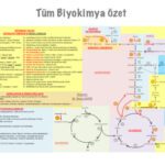 خرید و دانلود نسخه کامل کتاب Biyokimya Özet Tablosu