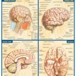 خرید و دانلود نسخه کامل کتاب Brain by Inc. BarCharts