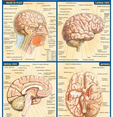 خرید و دانلود نسخه کامل کتاب Brain by Inc. BarCharts