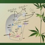 خرید و دانلود نسخه کامل کتاب Cannabinoids