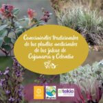 خرید و دانلود نسخه کامل کتاب Conocimientos tradicionales de las plantas medicinales de las jalcas de Cajamarca y Celendín
