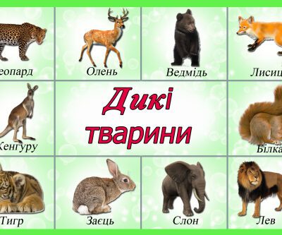 خرید و دانلود نسخه کامل کتاب Навчальні тематичні карточки для ДНЗ (20 шт)