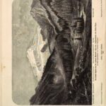 خرید و دانلود نسخه کامل کتاب Die centralen [zentralen] Ortler-Alpen (Gebiete: Martell, Laas und Saent) nebst einem Anhange zu den Adamello-Presanella-Alpen