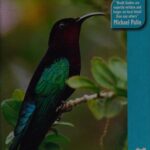 خرید و دانلود نسخه کامل کتاب Dominica: The Bradt Travel Guide