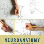 خرید و دانلود نسخه کامل کتاب draw it to know it – neuroanatomy video lessons