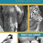 خرید و دانلود نسخه کامل کتاب Draw Realistic Animals: Wildlife, Pets and More