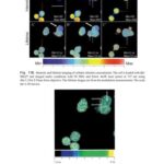 خرید و دانلود نسخه کامل کتاب Emerging Tools for Single-Cell Analysis: Advances in Optical Measurement Technologies