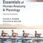 خرید و دانلود نسخه کامل کتاب Essentials of Human Anatomy & Physiology, Global Edition (13th Edition) – Orginal Pdf