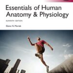 خرید و دانلود نسخه کامل کتاب Essentials of Human Anatomy & Physiology Global Edition (11th Edition) – Orginal Pdf